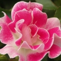 Picture of Picotee Std 45cm-Rose