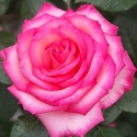 Picture of Picture Perfect-Rose