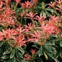 Picture of Pieris Flaming Silver