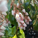 Picture of Pieris Pink Delight