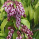 Picture of Pieris Shojo