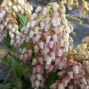Picture of Pieris Tickled Pink