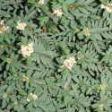 Picture of Pimelea Prostrata Anatoki Blue