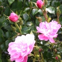 Picture of Pink Bells Std 1.8m Weeper-Rose