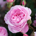 Picture of Pink Ribbon Cascading 1.8m Pillar-Rose