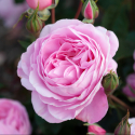 Picture of Pink Ribbon-Rose