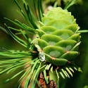 Picture of Pinus Pinea