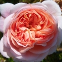 Picture of Pirouette Std 1.8m Weeper-Rose