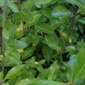 Picture of Pittosporum Emerald Green