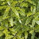 Picture of Pittosporum Eugenioides