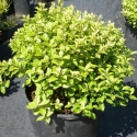 Picture of Pittosporum Goldenball