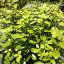 Picture of Pittosporum Golfball