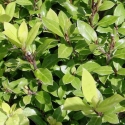 Picture of Pittosporum Little Burger