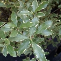 Picture of Pittosporum Miracle