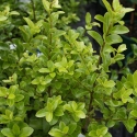 Picture of Pittosporum Mountain Green