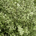 Picture of Pittosporum Silver Sheen