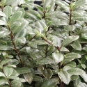 Picture of Pittosporum Silverball