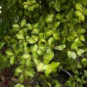 Picture of Pittosporum Tandarra Gold