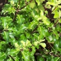 Picture of Pittosporum Tenuifolium