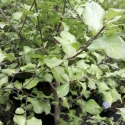 Picture of Pittosporum Wrinkle Blue