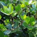 Picture of Pittosporum Cornifolium