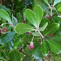 Picture of Pittosporum Crassifolium