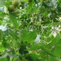 Picture of Platanus Acerifolia