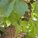 Picture of Platanus Hispanica