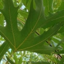 Picture of Platanus O Fitzherbert