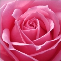 Picture of Platinum-Rose