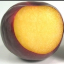 Plum Angelino GQ Picture of Plum Angelino GQ