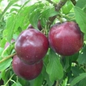 Picture of Plum Billingtons Early MB