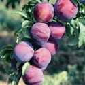 Picture of Plum Burbank MB