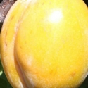 Picture of Plum Coes Golden Drop SJ