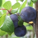 Picture of Plum Damson GQ