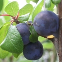 Picture of Plum Damson MB