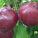 Picture of Plum Dble Billington/Black Doris