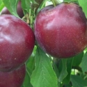 Picture of Plum Dble Billington/Omega