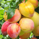 Picture of Plum Dble Luisa/Santa Rosa