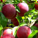 Picture of Plum Dble Santa Rosa/Billington Early MB