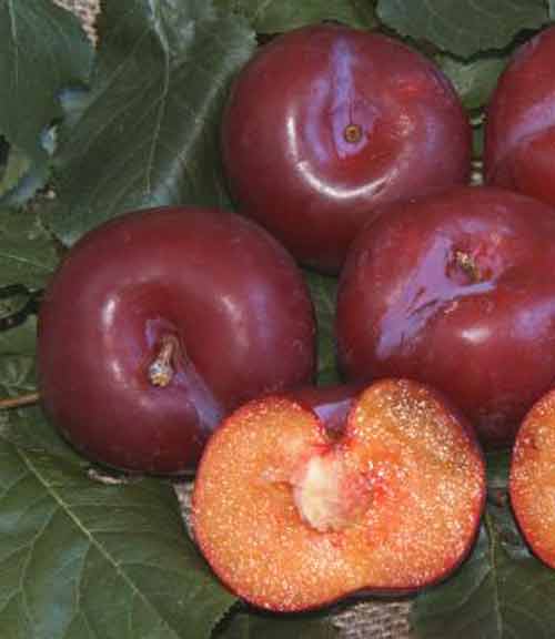 Picture of Plum Duffs Early Jewel MB
