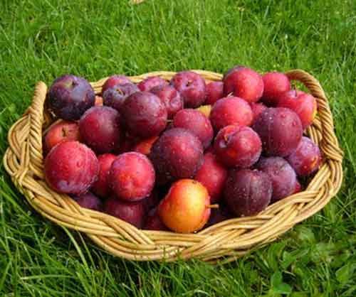 Picture of Plum Freedom MB
