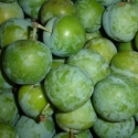 Picture of Plum Greengage MB