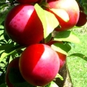 Picture of Plum Omega George Wilson MB