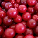 Picture of Plum Pernel MB