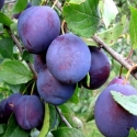 Picture of Plum Plumcot Spring Satin MB