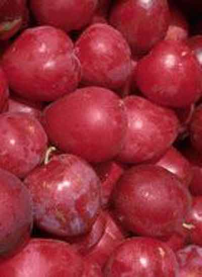 Picture of Plum Red Beaut MB