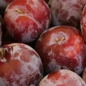 Picture of Plum Santa Rosa GQ