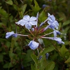 Picture of Plumbago Royal Cape