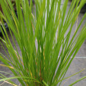 Picture of Poa Cita